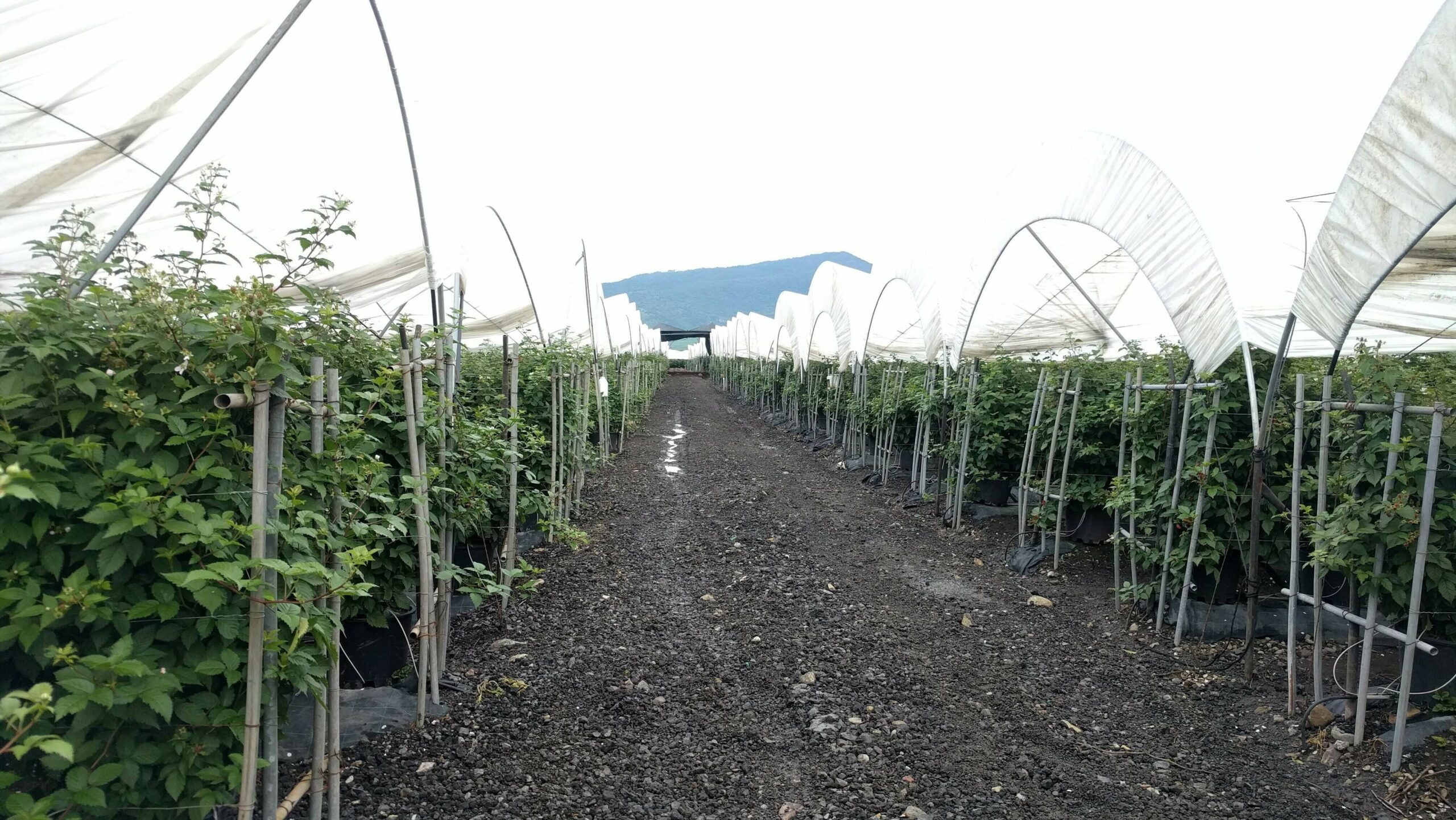 Cultivo de moras con tecnología Comercial Projar|Foto1_moras